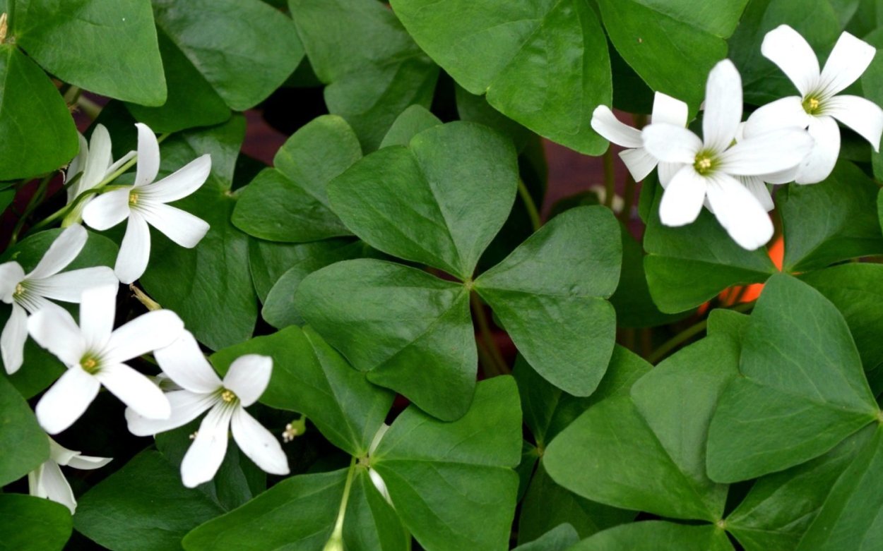 Оксалис Кислица зеленая