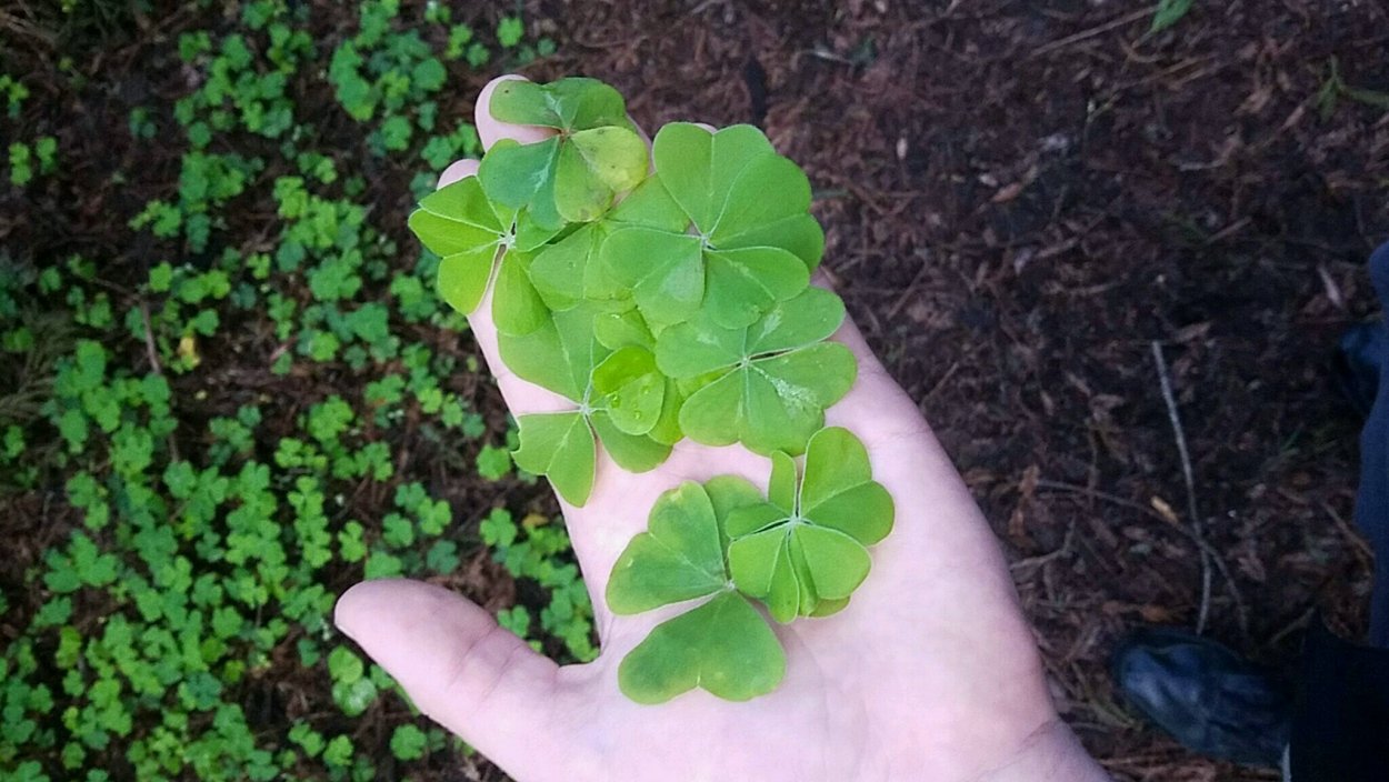 Четырёхлистный Клевер талисман