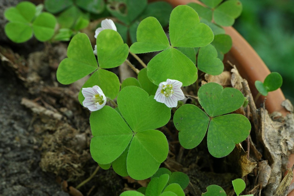 Кислица зеленая