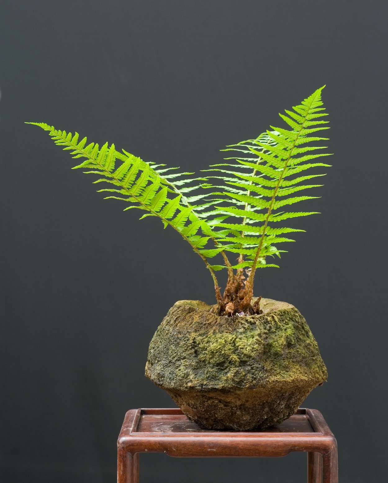 Бонсай из папоротника