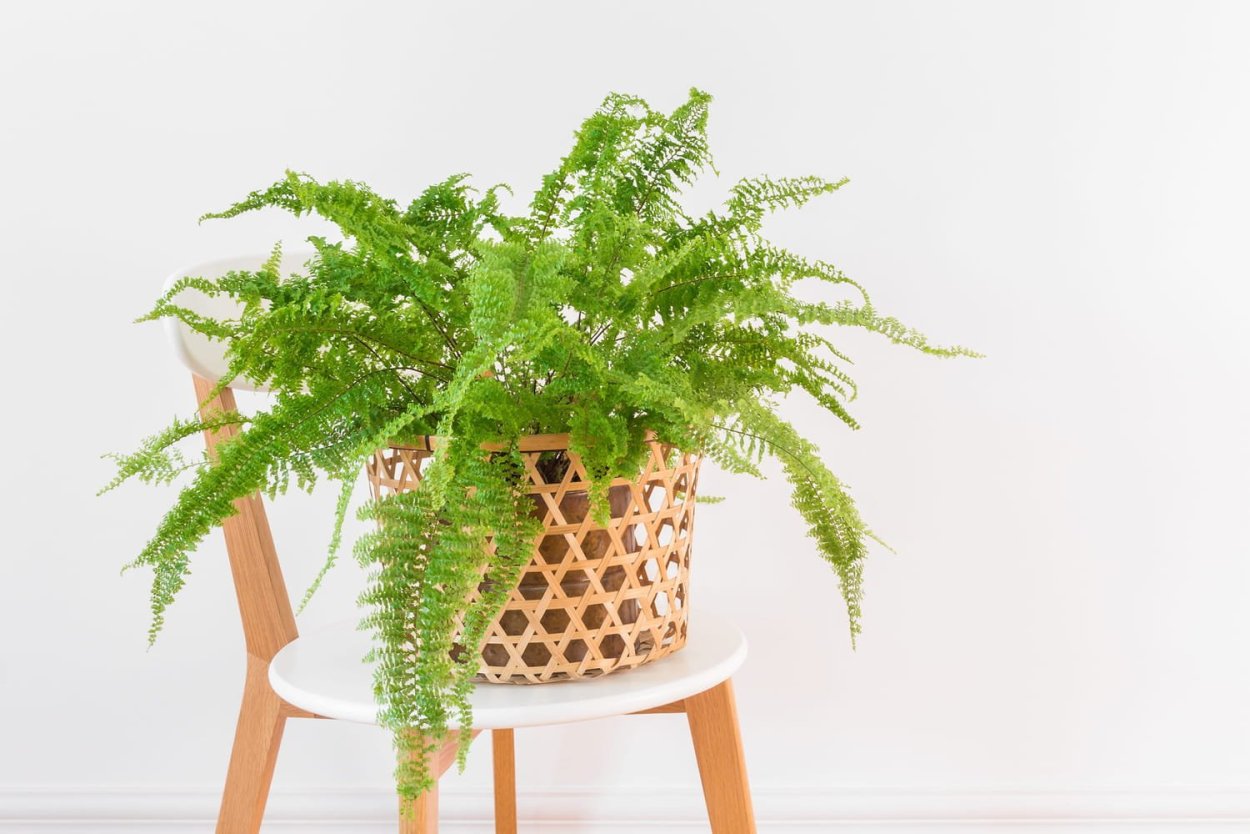 Нефролепис Уитмана