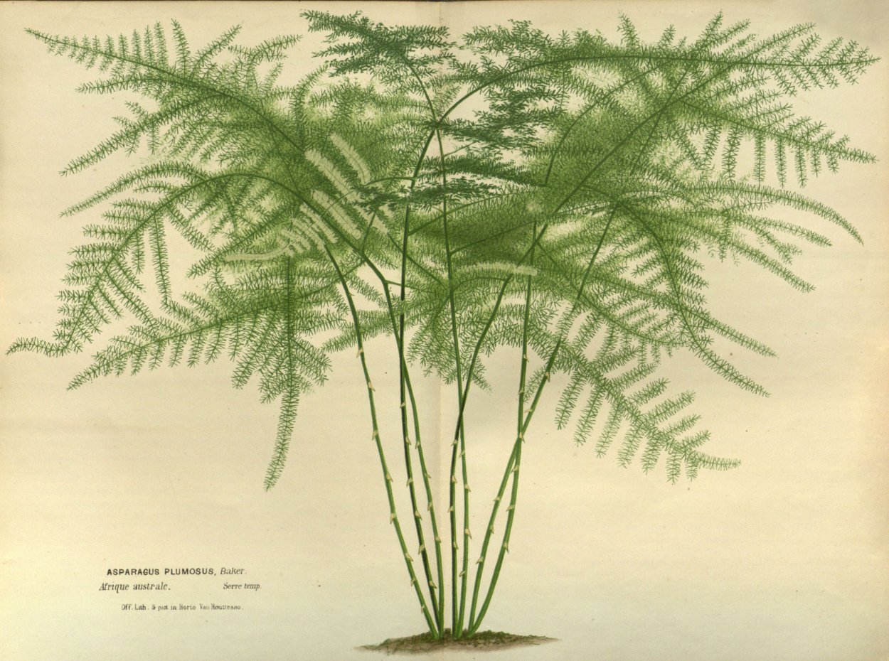 Папоротник аспарагус Фрагранс