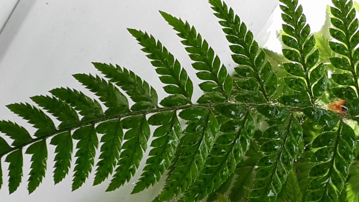 Яванский папоротник