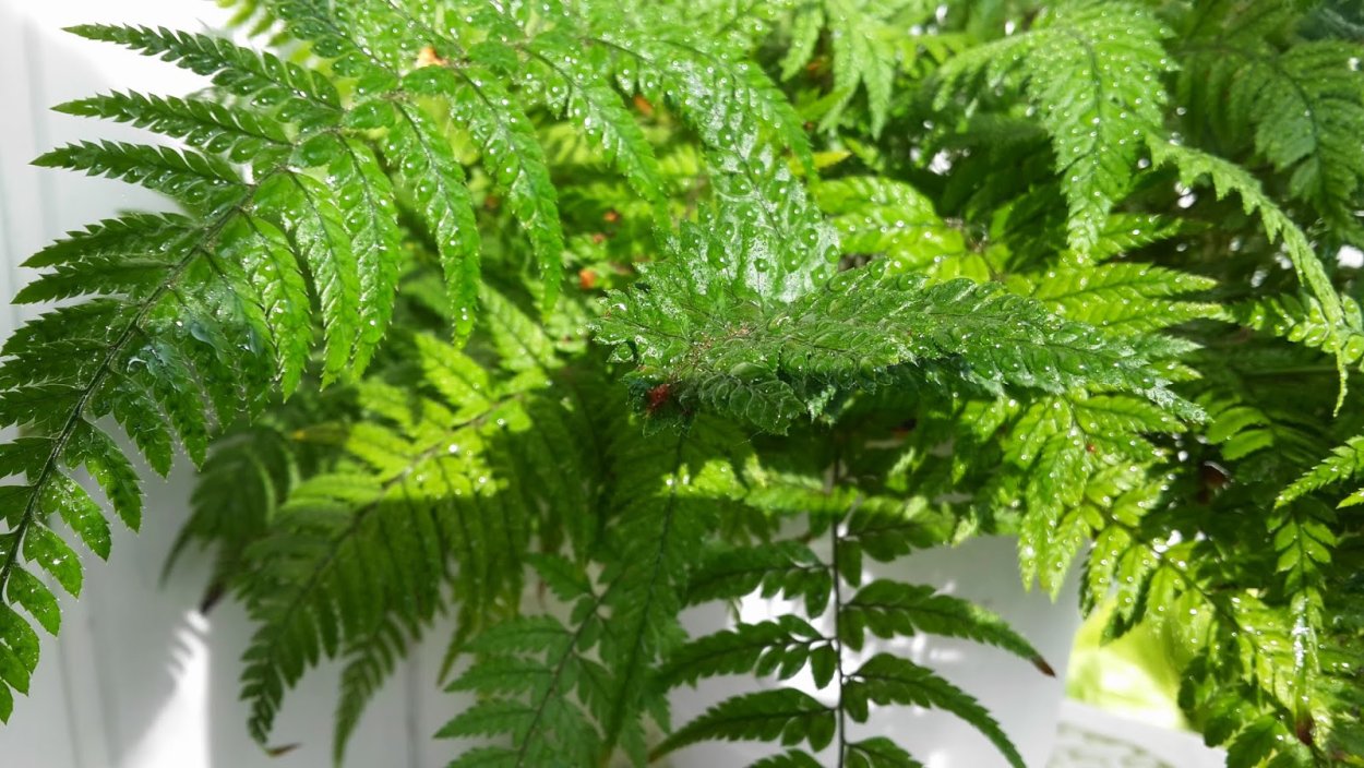 Папоротник мелколистный