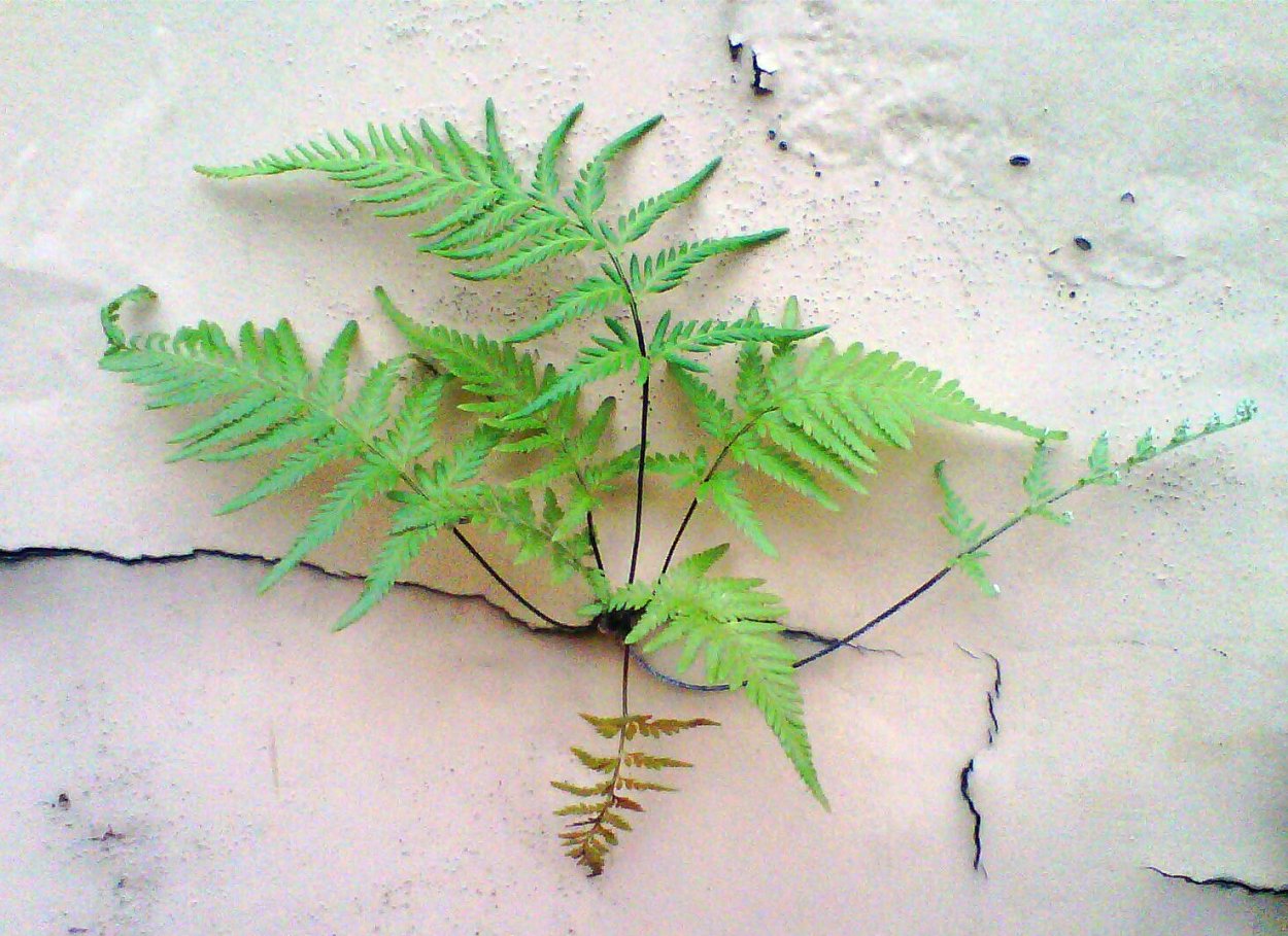 Папоротник узколистный narrow