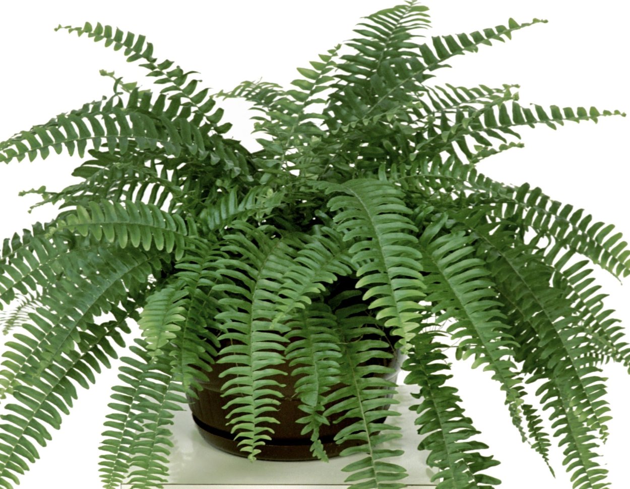 Нефролепис Биссерата