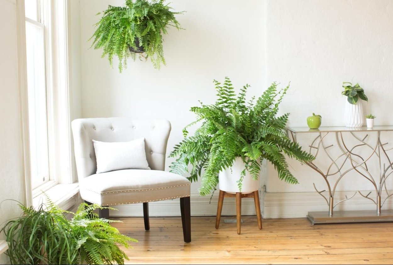 Папоротник комнатный в интерьере гостиной