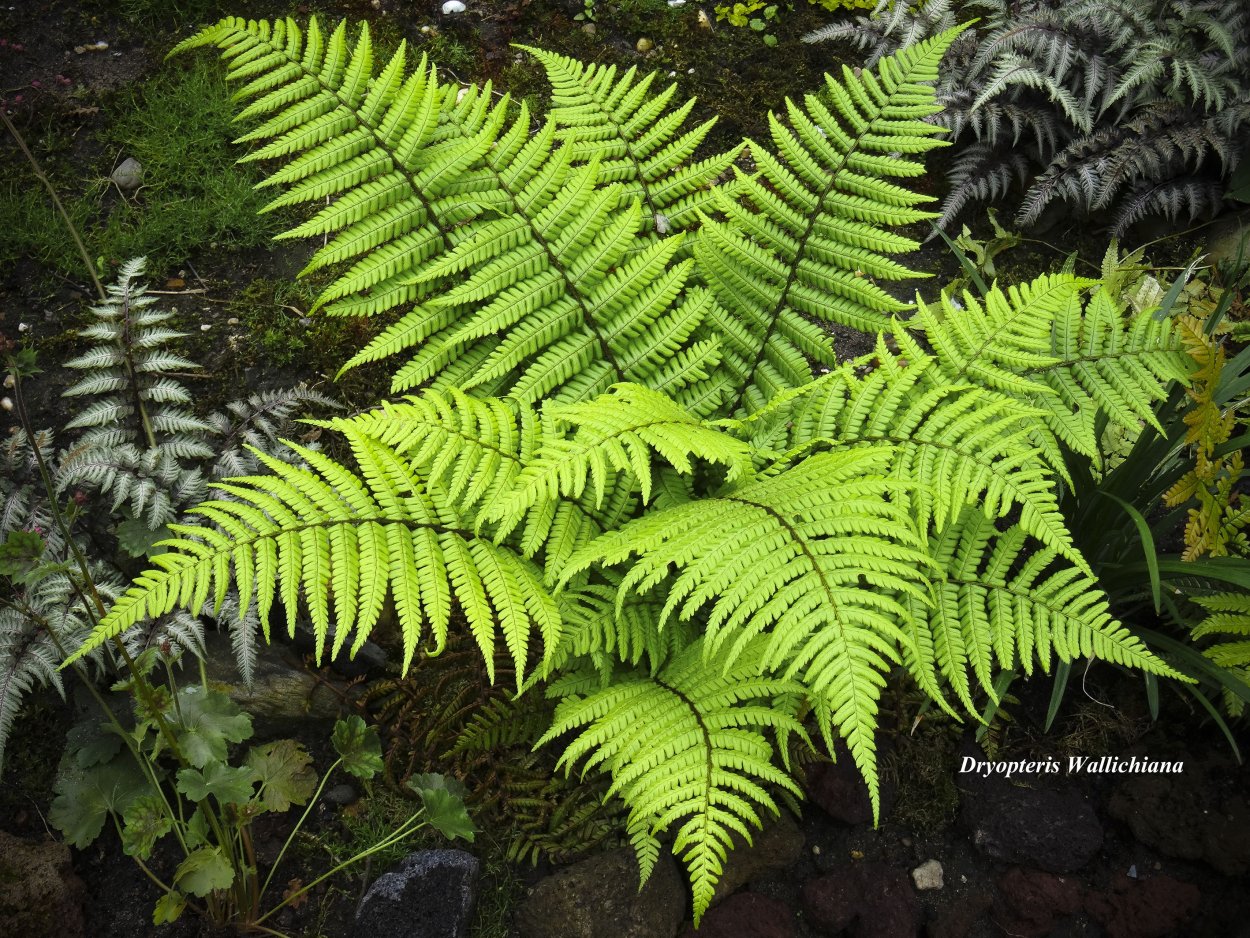 Dryopteris wallichiana Jurassic Gold