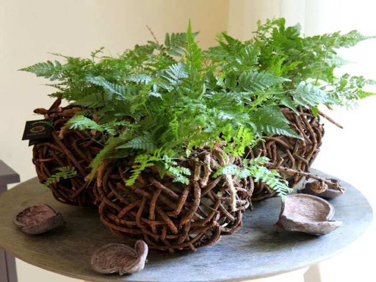 Цветок папоротник Даваллия