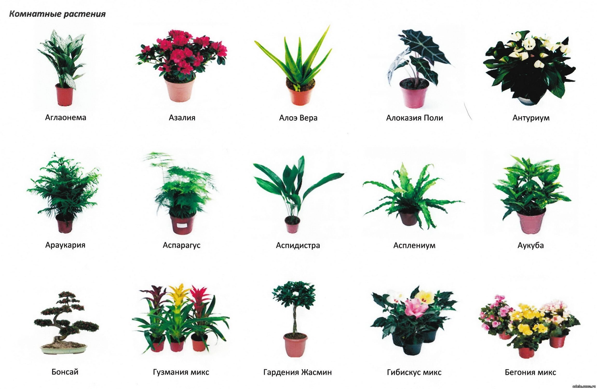 Комнатные растения с цветами названия. Комнатные растения. Комнатные цветы с названиями. Комнатные растения названия. Домашние цветы названия.