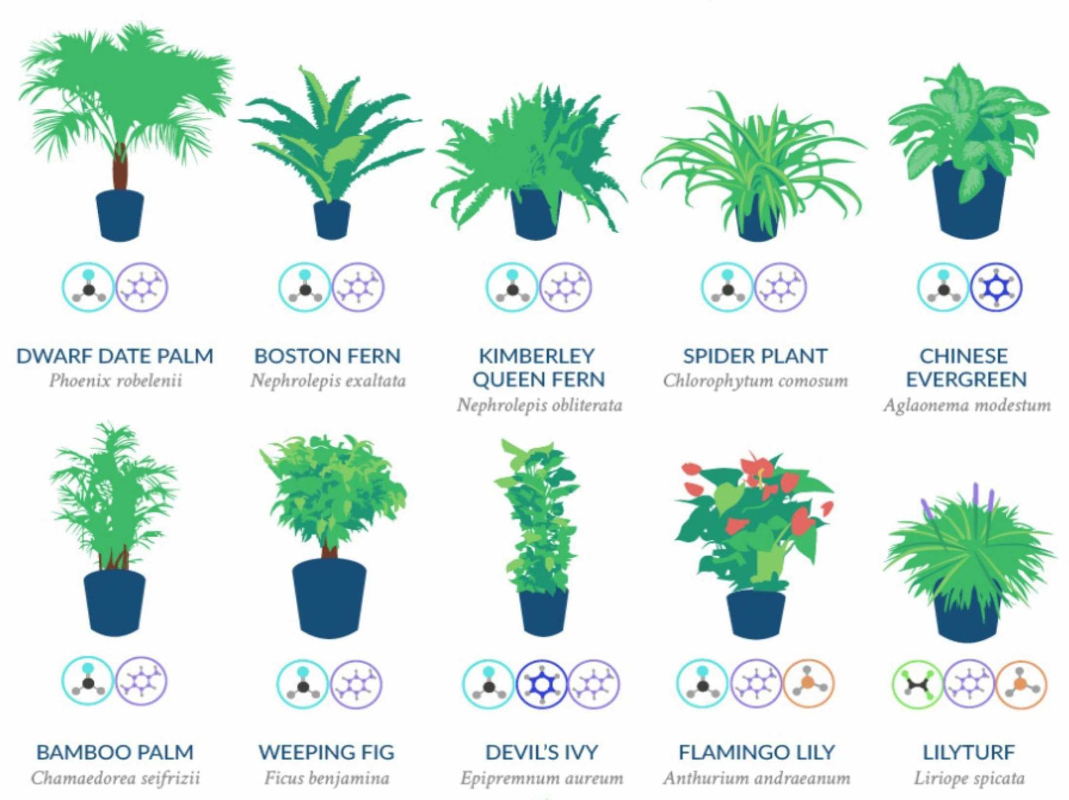 Рейтинг комнатных растений. Комнатные цветы для очистки воздуха. Растения очищающие воздух. Комнатные цветы очищающие воздух. Комнатные растения которые хорошо очищают воздух.