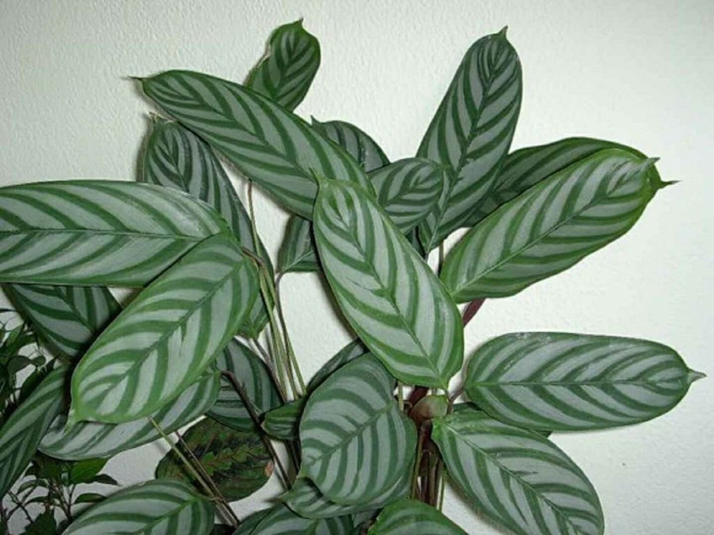 Комнатное растение с пестрыми листьями