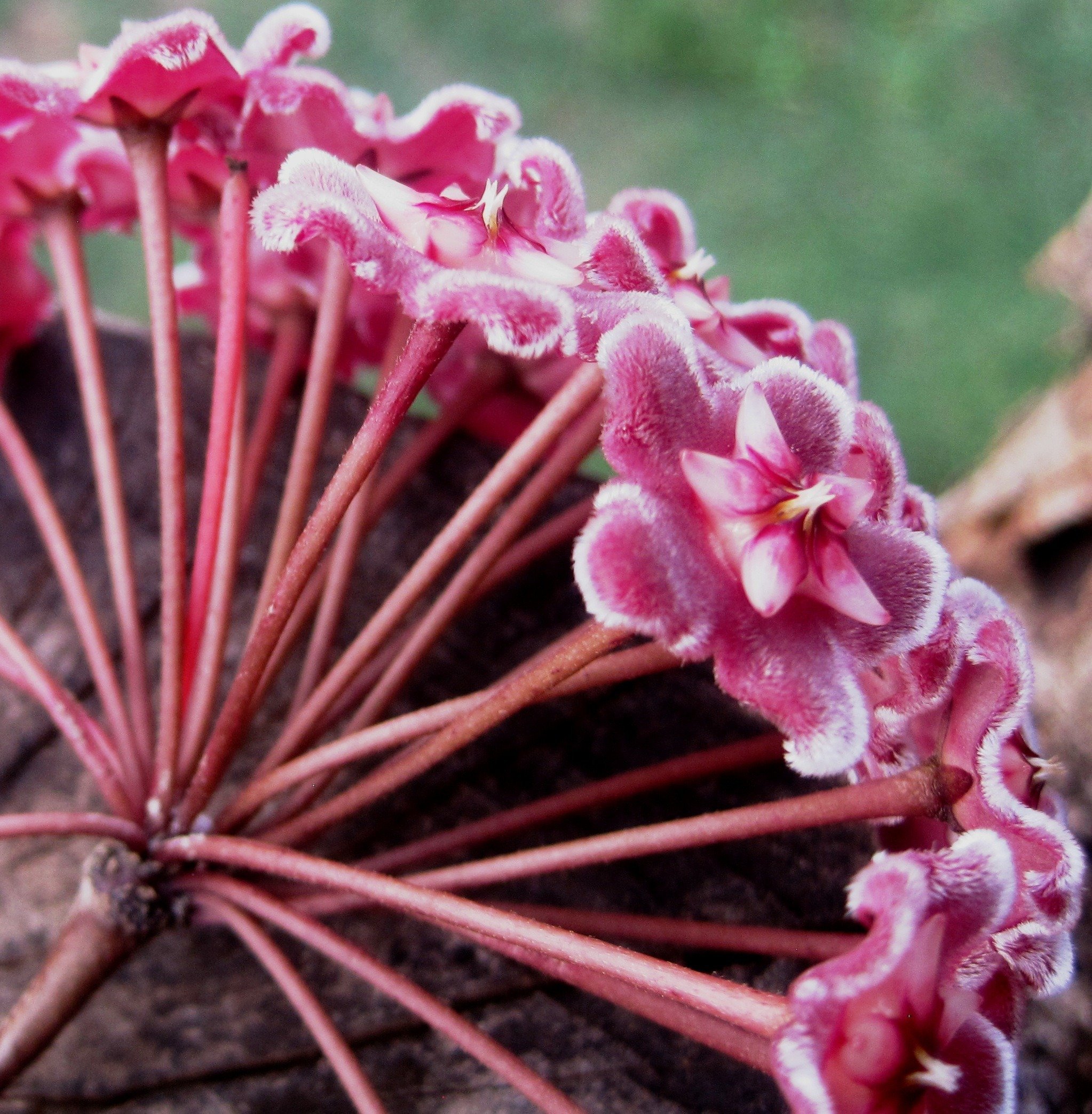 Глупый цветок. Розовые цветы зонтичное соцветие. Растение с розовыми зонтиками. Красный зонтик цветок. Цветы в зонтике.