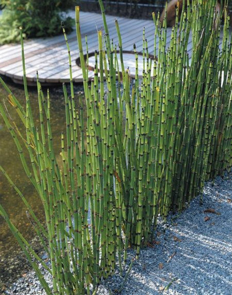 Хвощ водное растение. Хвощ тростниковый бамбук. Хвощ зимующий. Хвощ японский. Хвощ вечнозеленый.