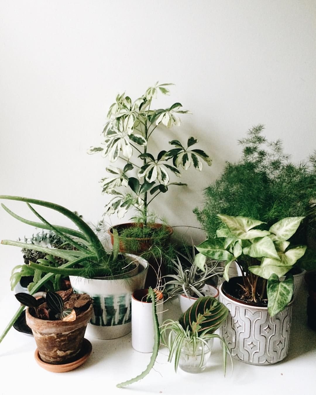 Семейства комнатных растений