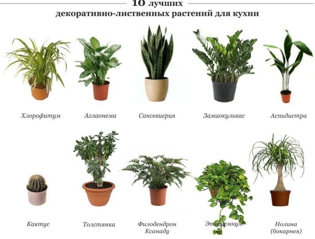 Комнатные растения картинки