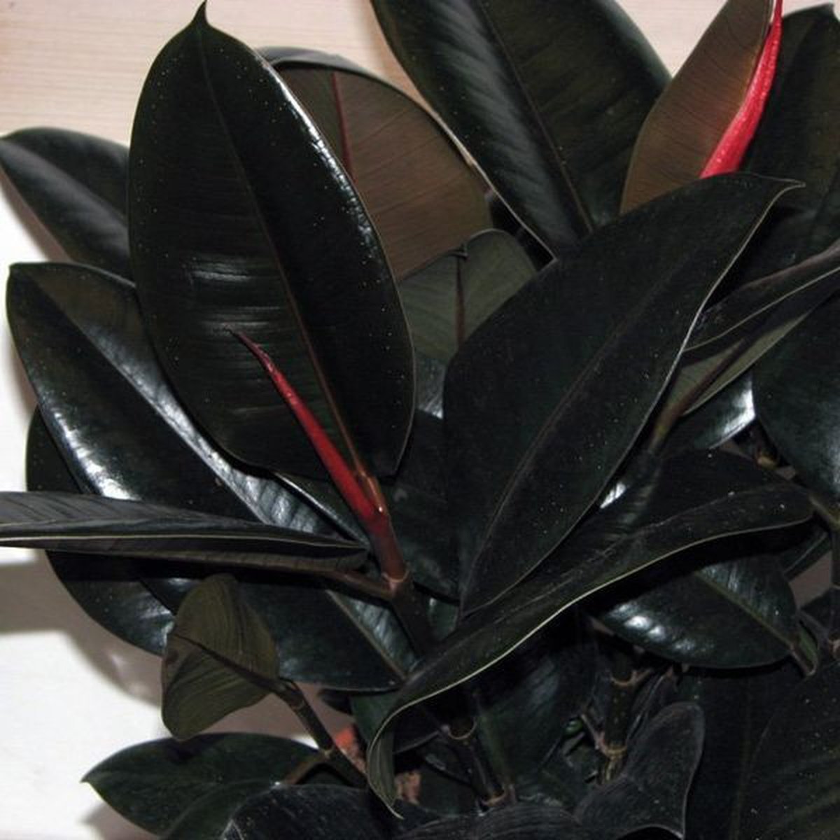 Комнатное растение с темными листьями. Фикус каучуконосный Мелани. Фикус Абиджан черный принц. Фикус эластика черный принц. Фикус каучуконосный сорт Мелани.