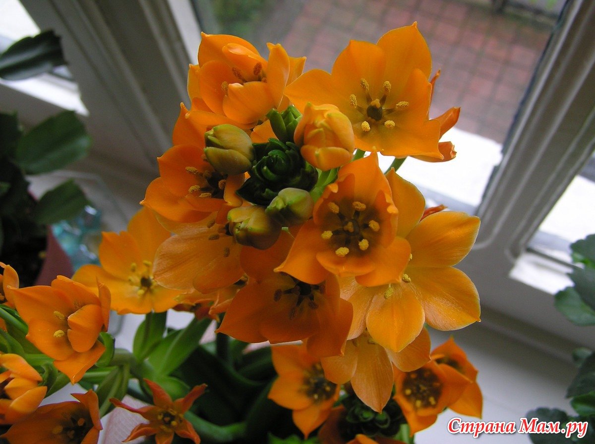 Оранжевое комнатное растение. Комнатный цветок с оранжевыми колокольчиками. Оранжевый цветок комнатный. Домашний цветок луковичный с оранжевыми цветами. Цветок с оранжевыми колокольчиками.