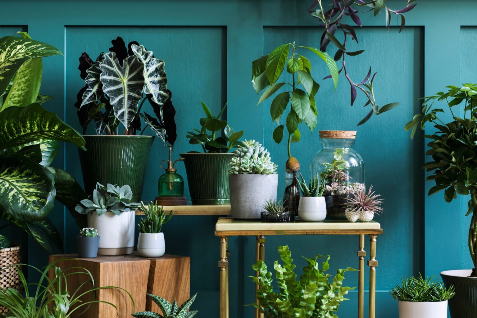 Растение houseplants d8 h35