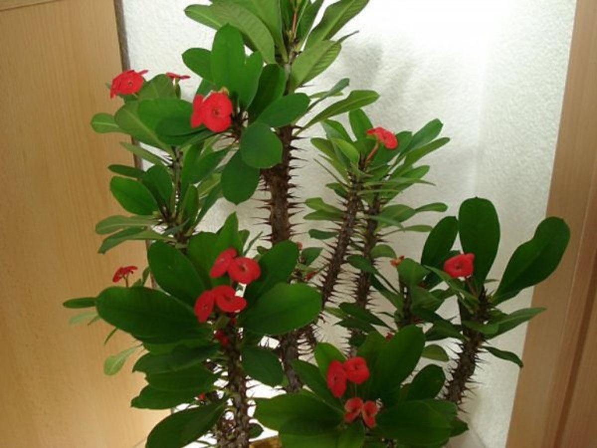 Цветок домашний с длинными узкими листьями (76 фото)