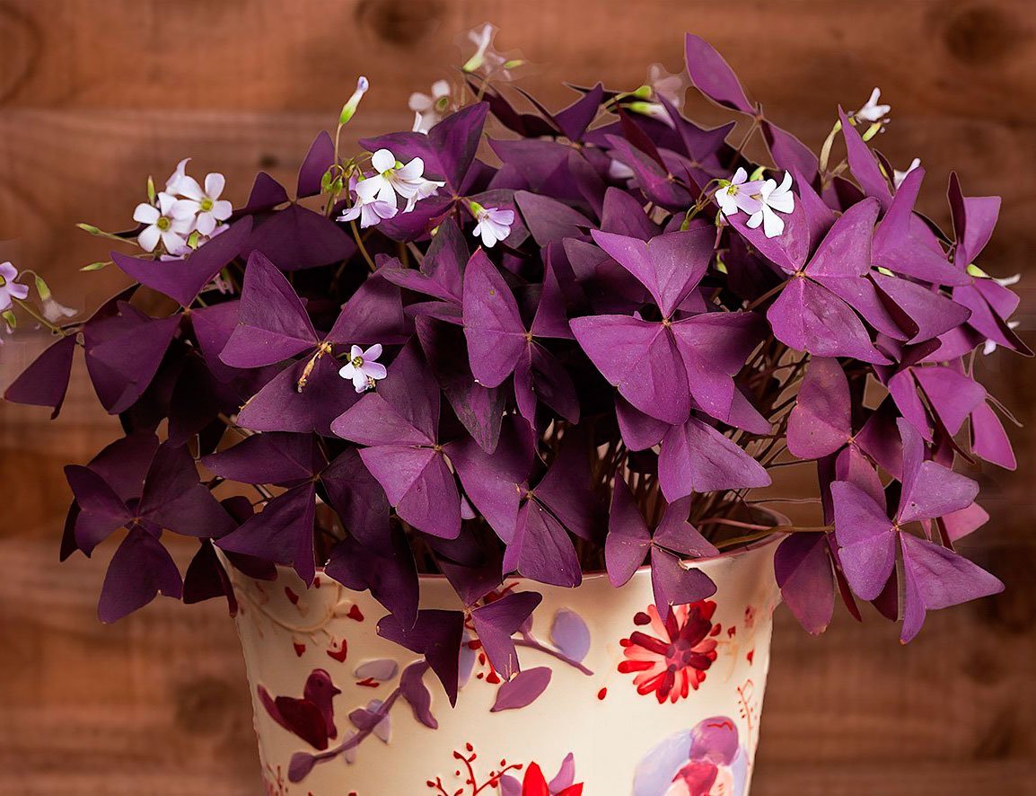 Комнатный цветок кислица или оксалис: виды с фото | Plants, House plants, Plant decor