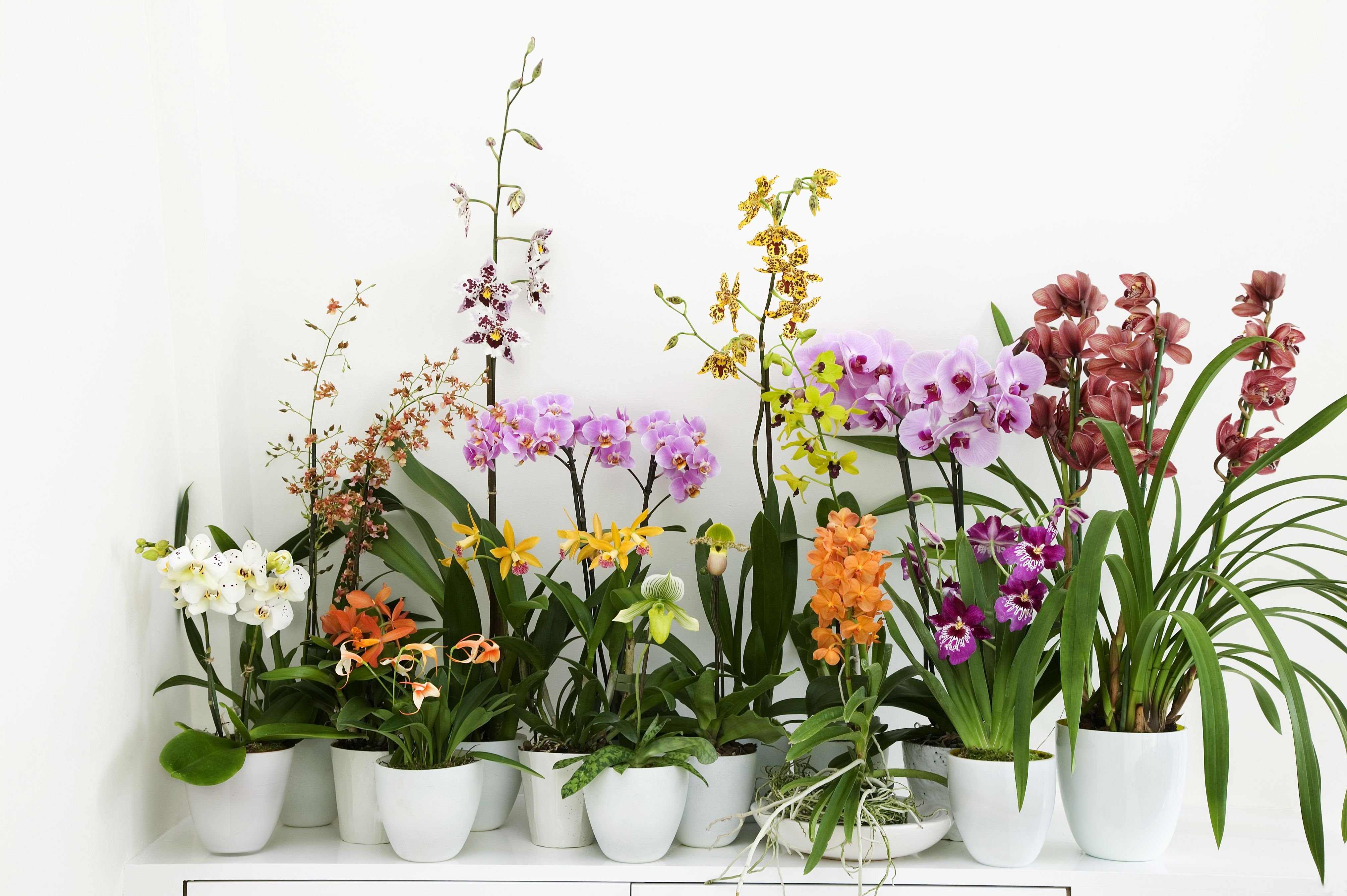 Виды домашних орхидей - 76 фото