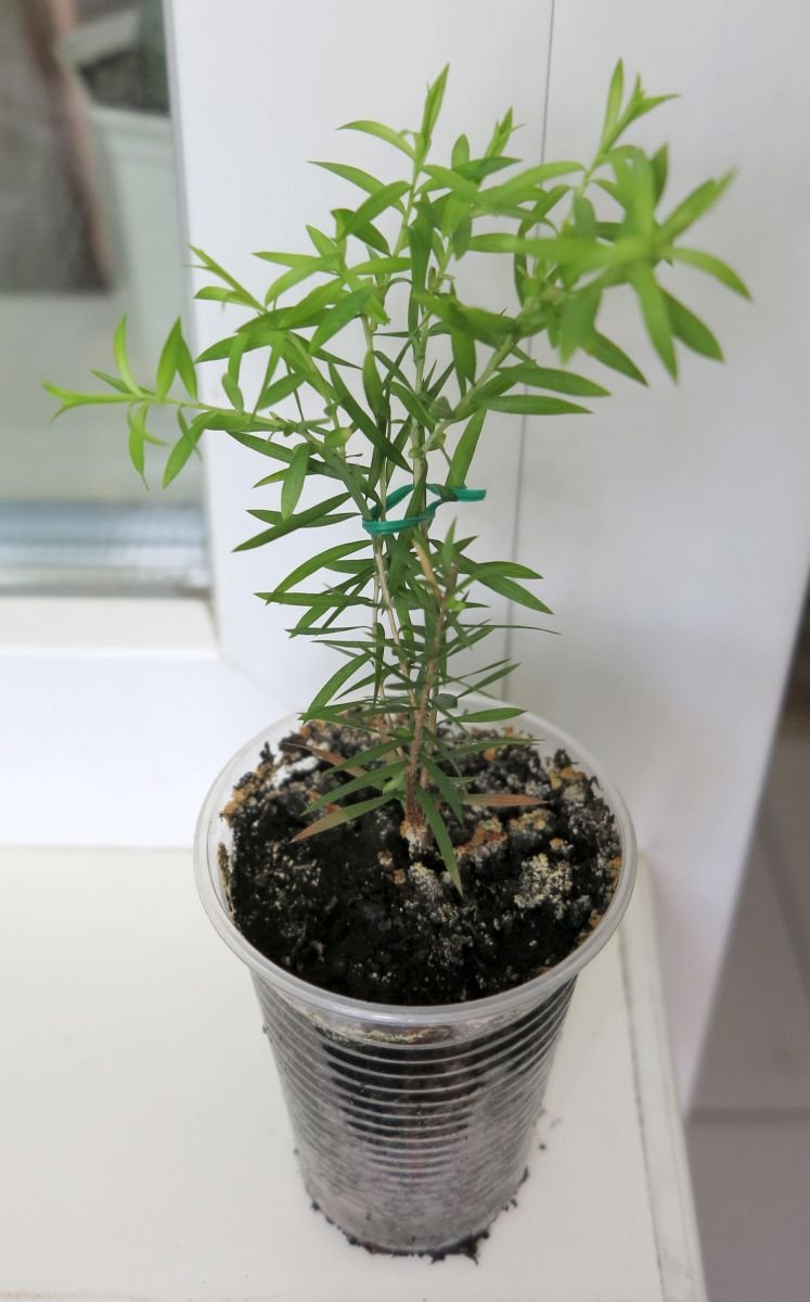 Растение чайное дерево комнатное