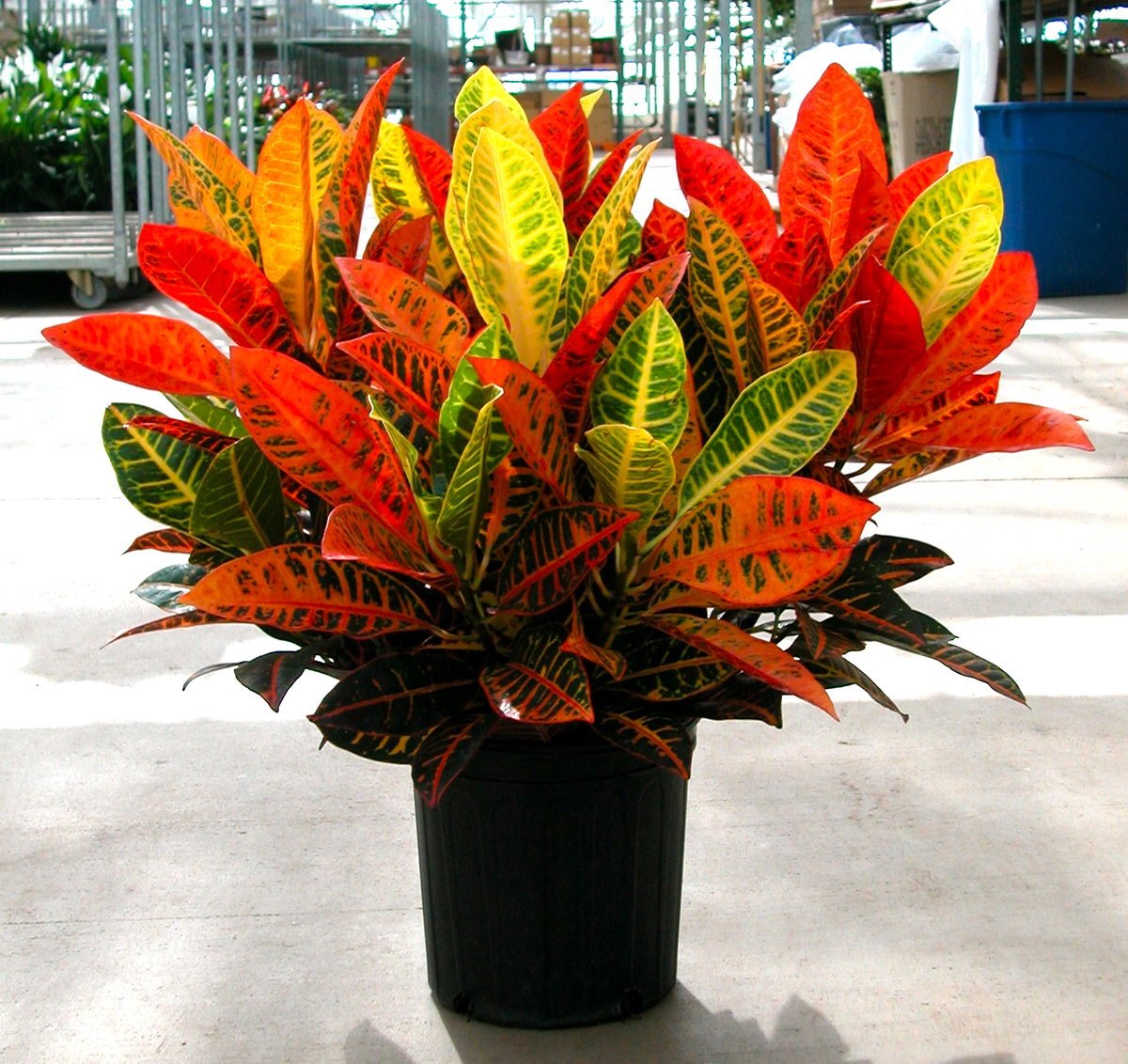 Комнатные растения с цветными листьями