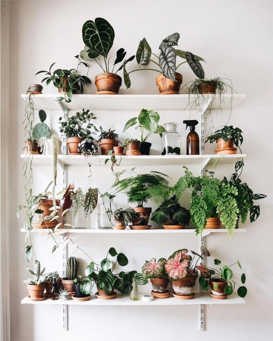 Идеальные комнатные растения