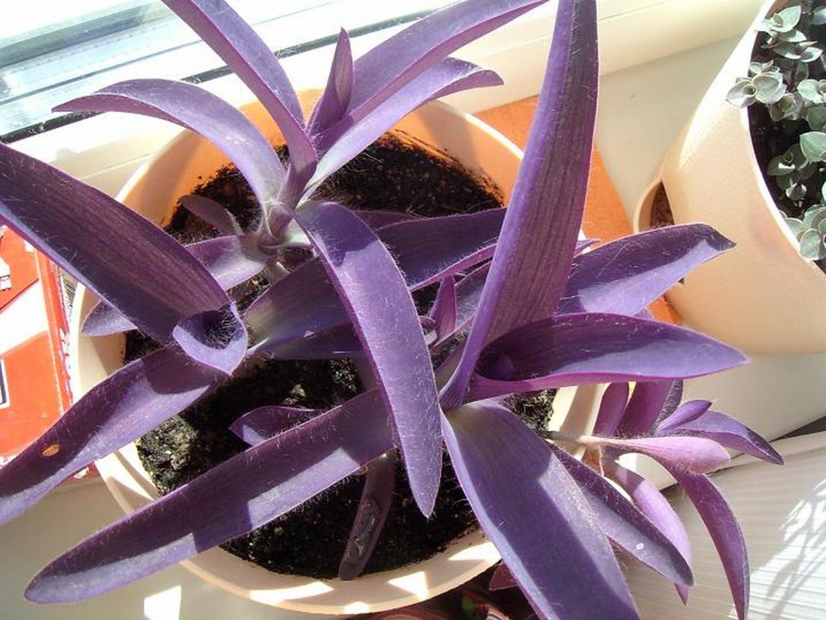 Фиолетовое домашнее растение