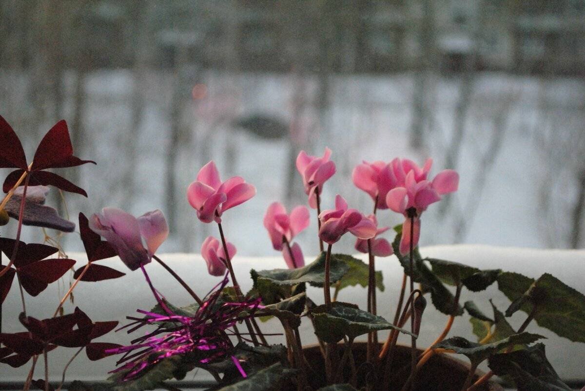 Цветущие домашние цветы зимой