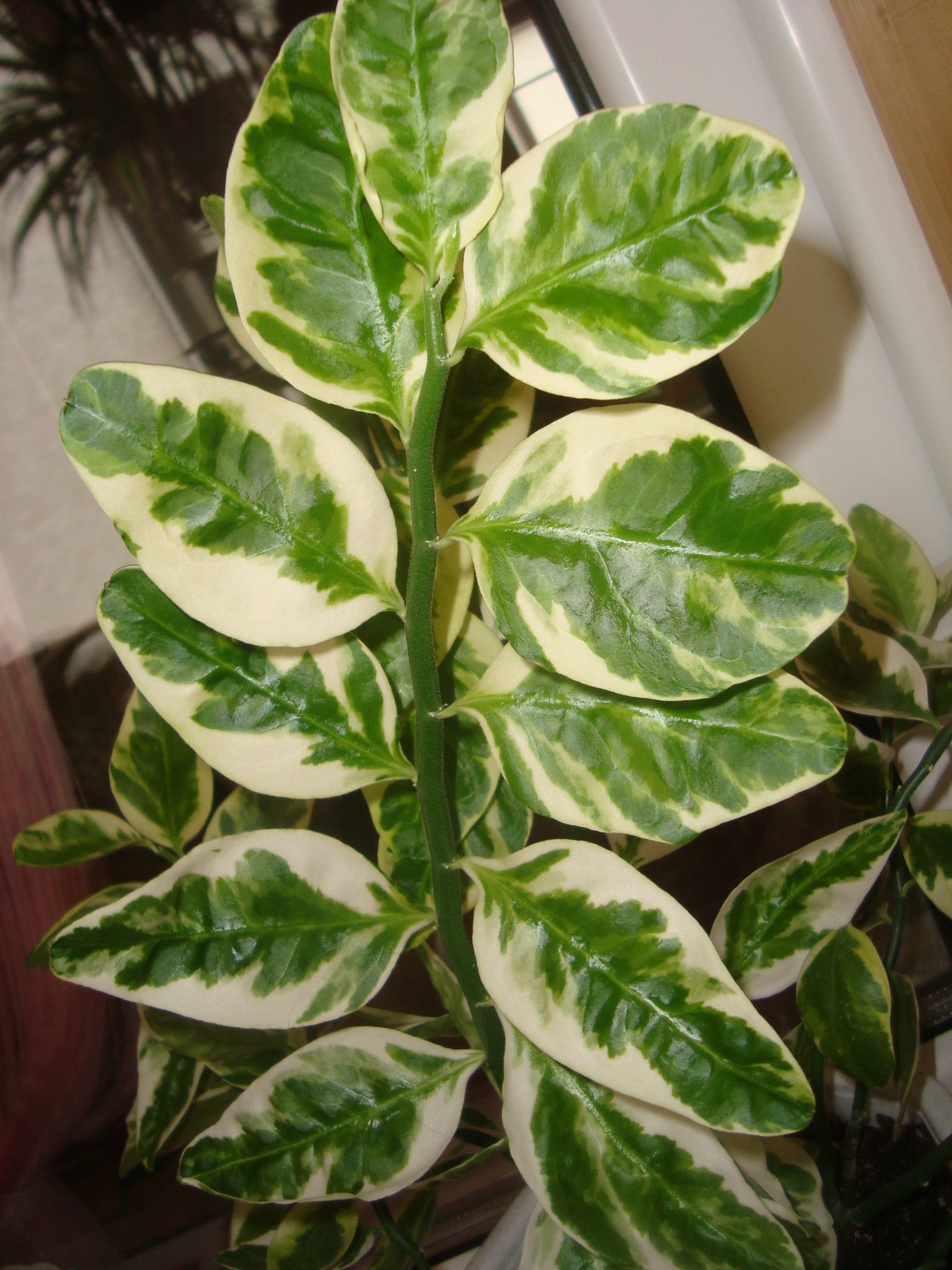 Растение с зелеными листьями и белыми пятнами на листьях | Премиум Фото