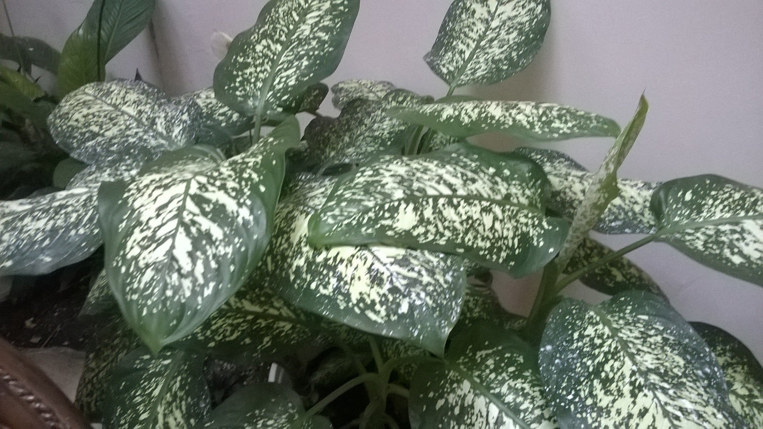 Растение с зелеными листьями и белыми пятнами | Премиум Фото