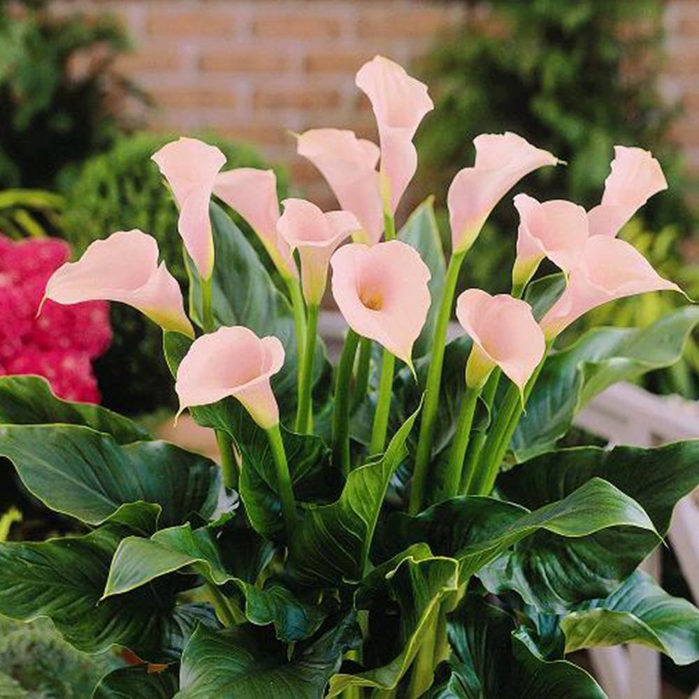 Калла Зантедеския. Zantedeschia rehmannii. Калла (Zantedeschia) Самур. Калла rehmannii.