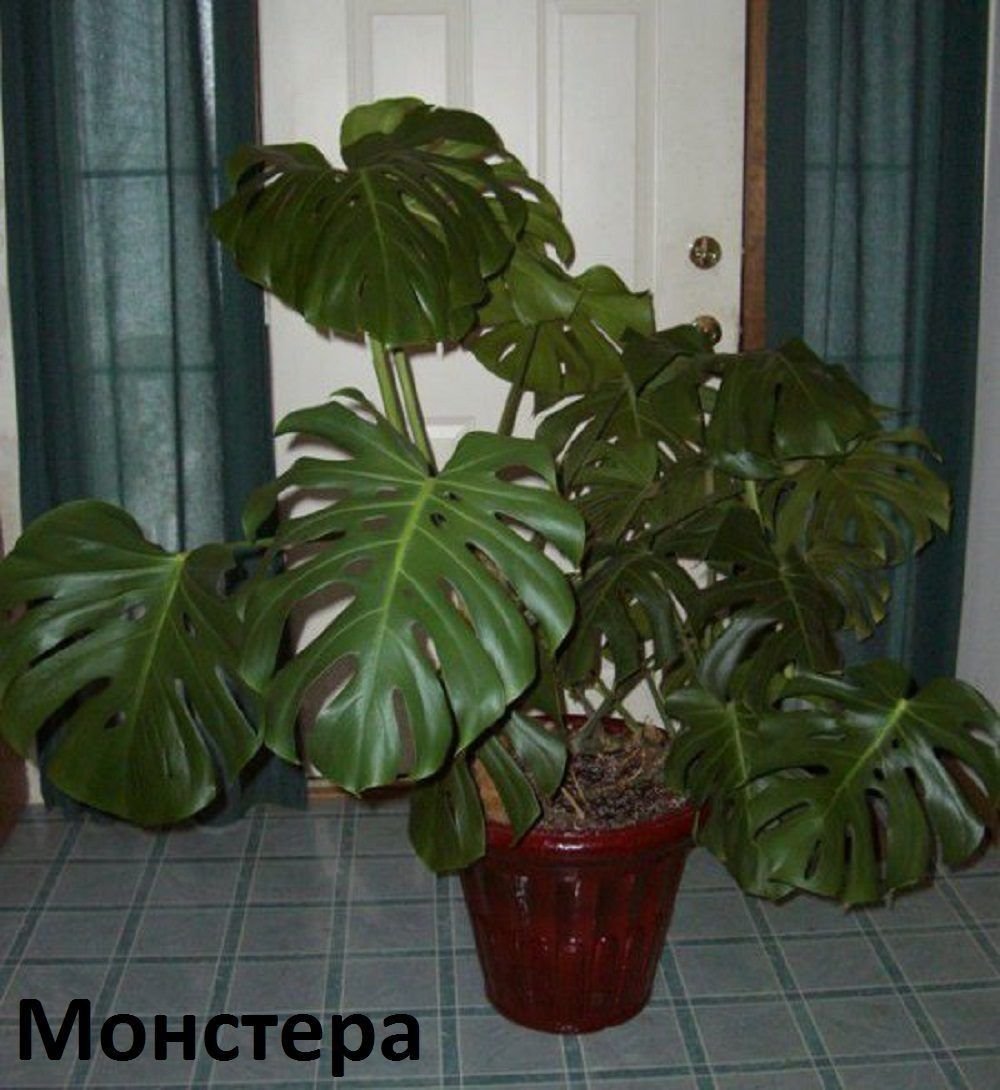Комнатные растения большие листья фото с названиями. Монстера Борситжиана. Монстера Деликоса. Монстера Ароидные. Фикус монстера.