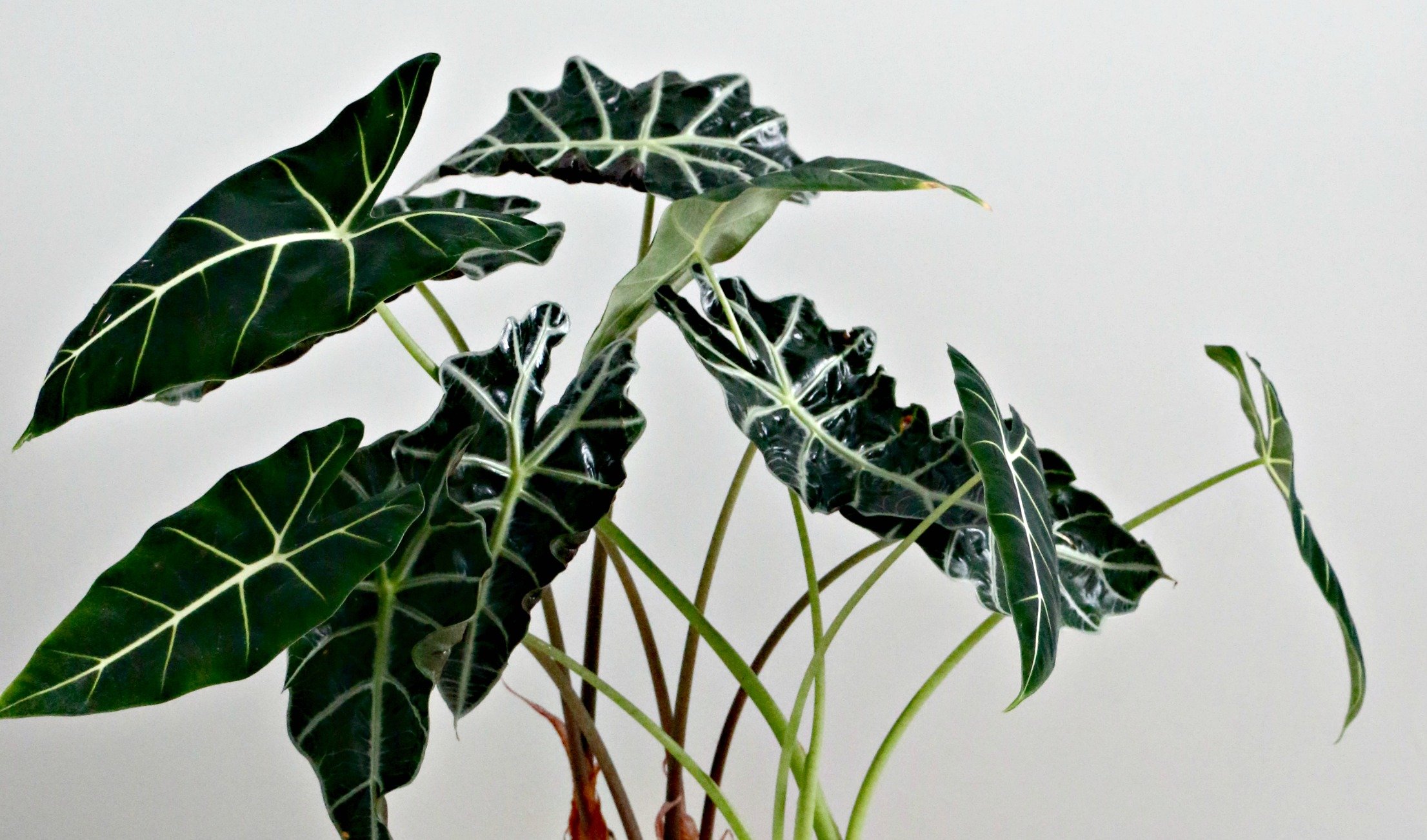 Комнатные растения большие листья фото с названиями. Алоказия Сандера. Алоказия трилистник. Алоказия Calidora. Алоказия Сандера Полли.