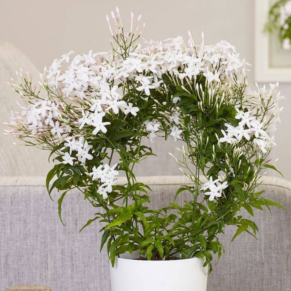 Жасмин: красивое комнатное растение с ароматными цветами