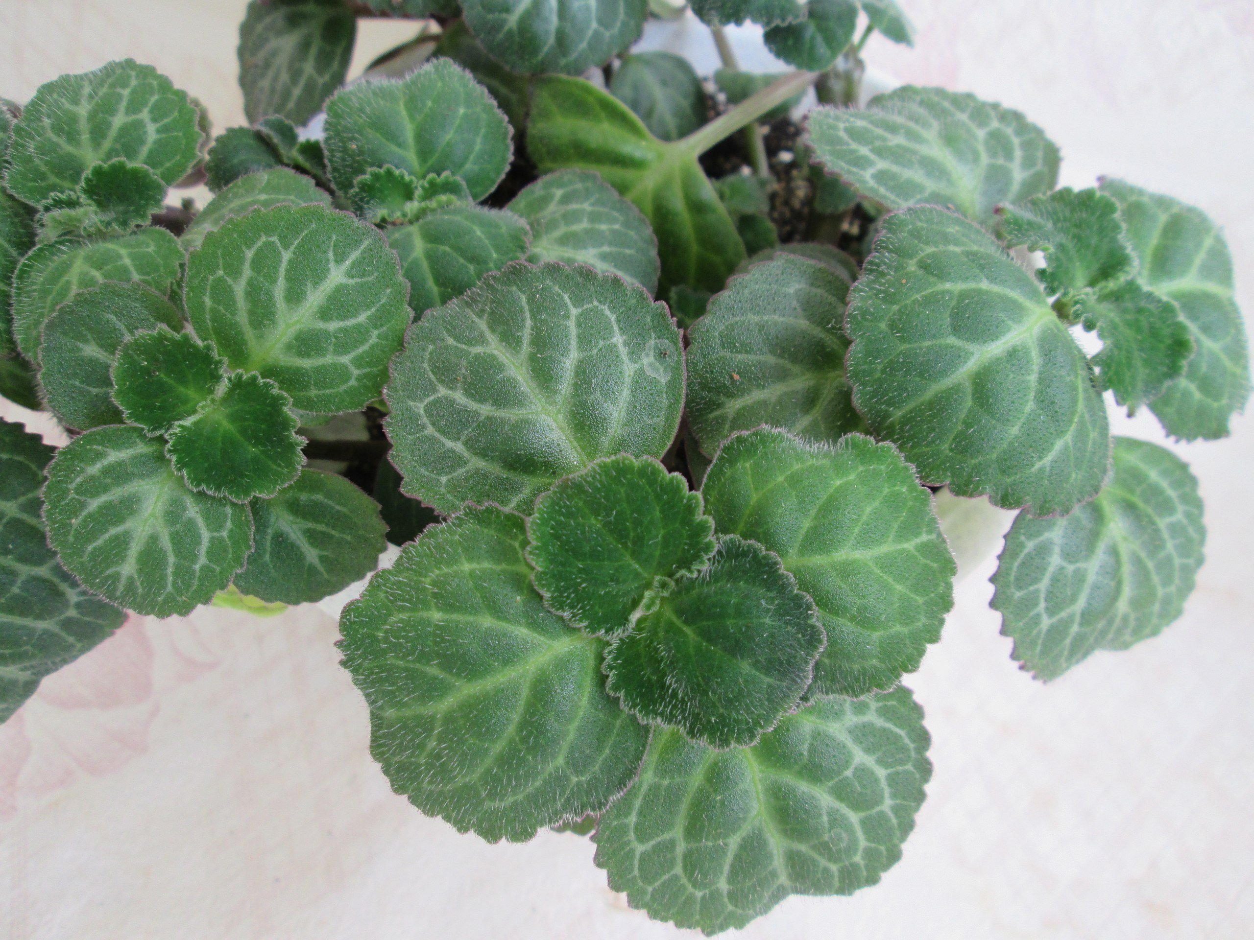 Plectranthus caninus