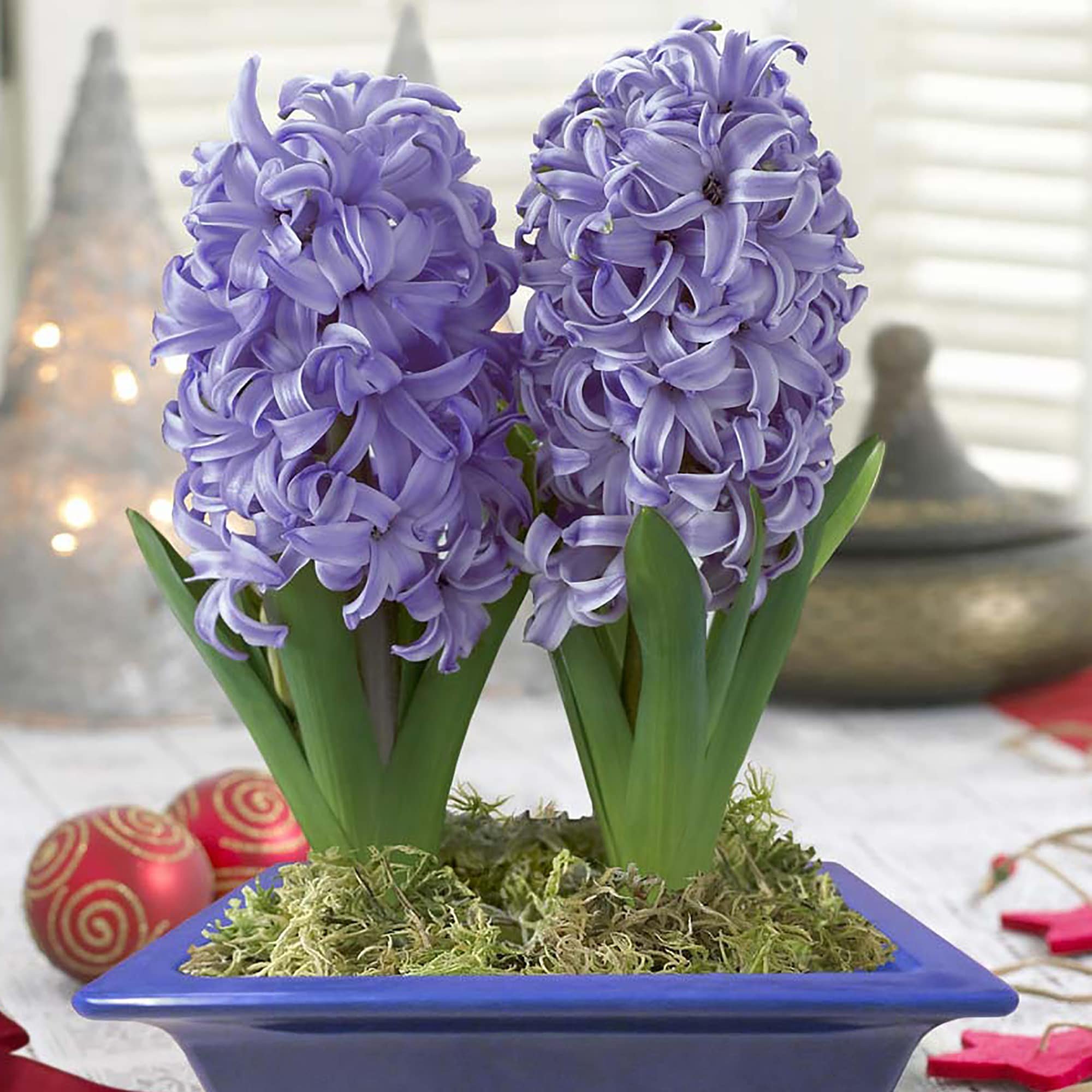 Цветок гиацинт уход в домашних условиях пересадка. Луковичный цветок гиацинт. Гиацинт Делфт Блю. Гиацинт перпл. Фиолетовый гиацинт / Purple Hyacinth.