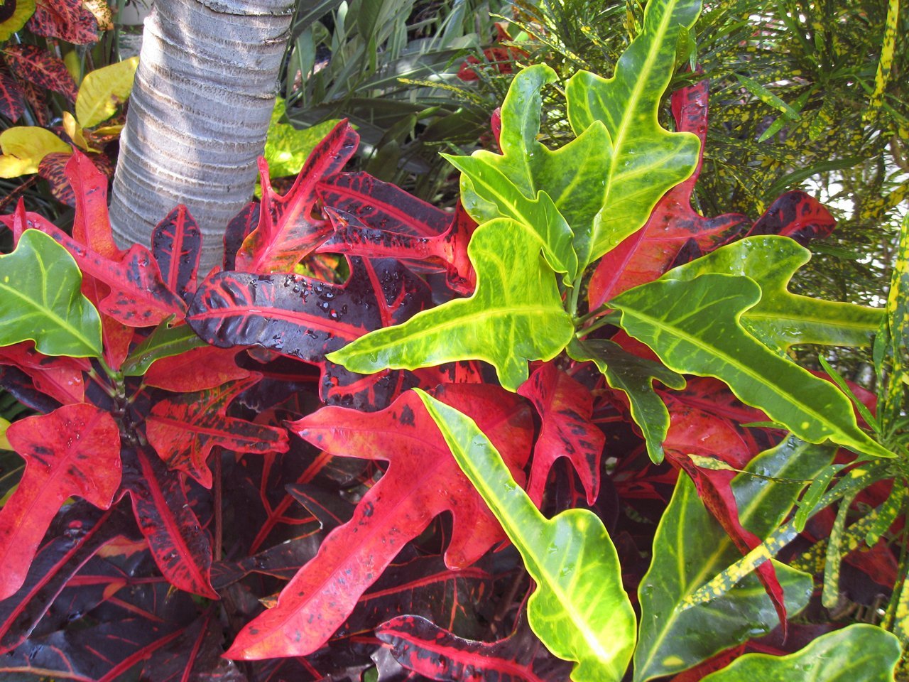 домашний цветок с разноцветными листьями фото