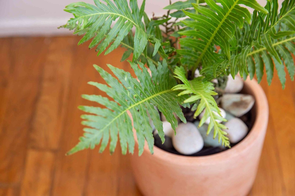 Блехнум папоротник