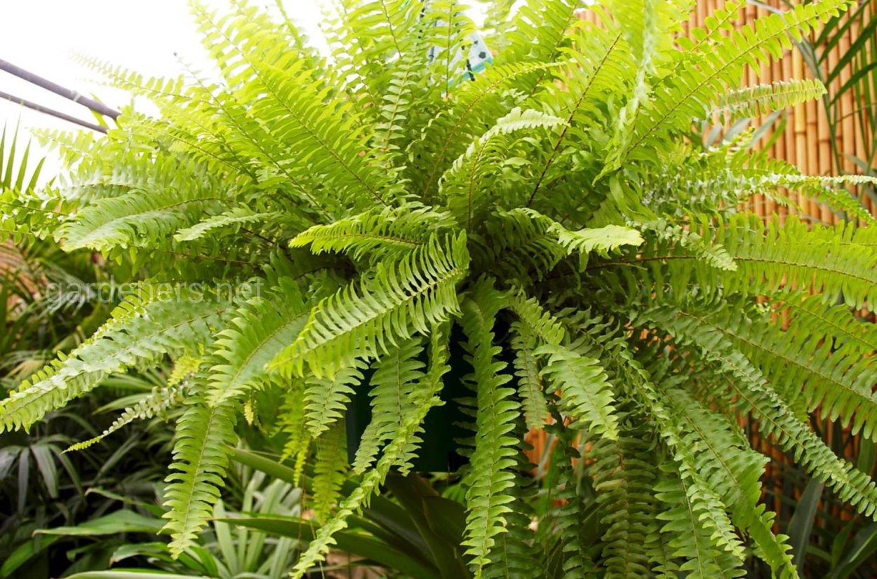 Цветок папоротник нефролепис