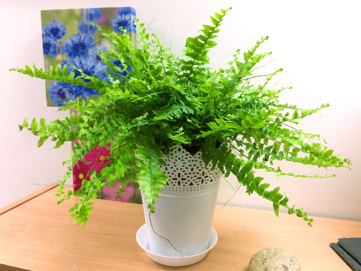 Нефролепис Мариса