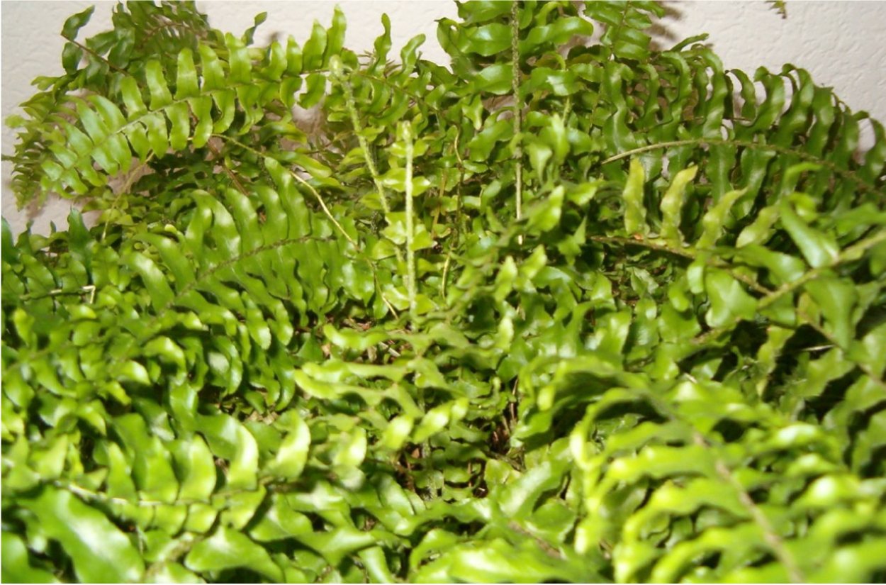 Нефролепис Мермайдтайл