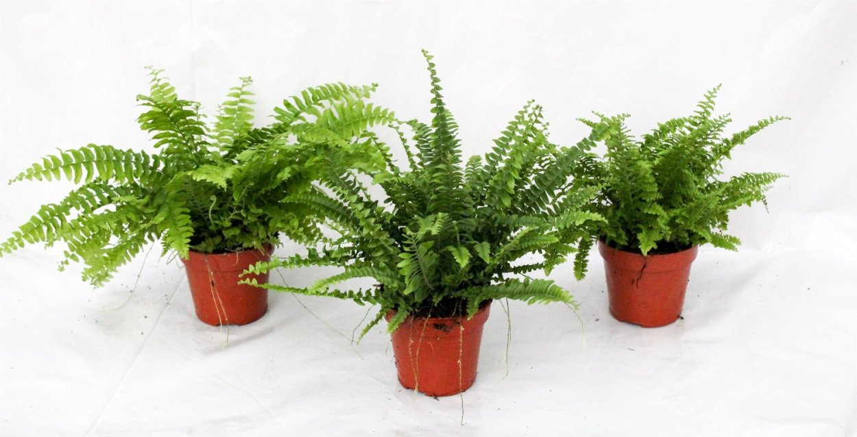 Цветок нефролепис микс