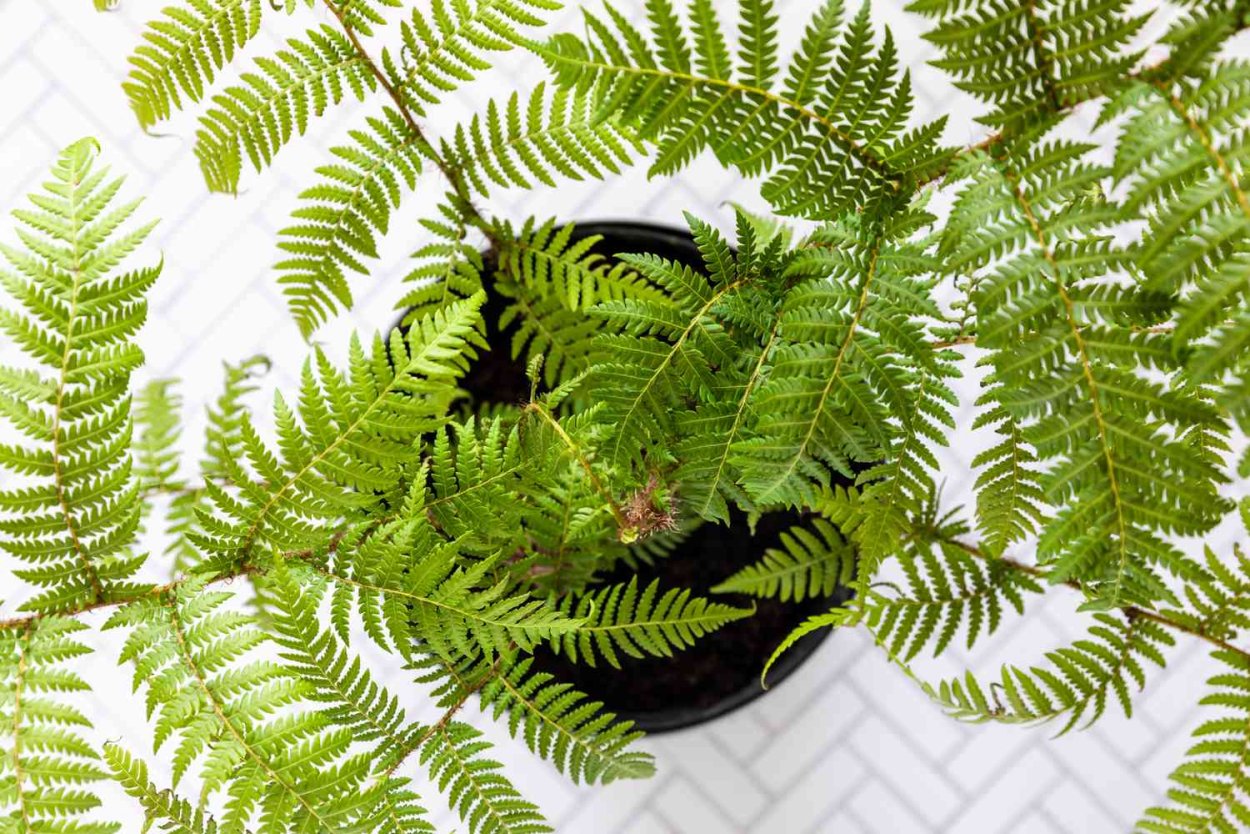 Tree Fern зелень