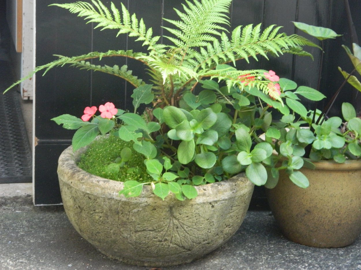 Папоротник в горшке