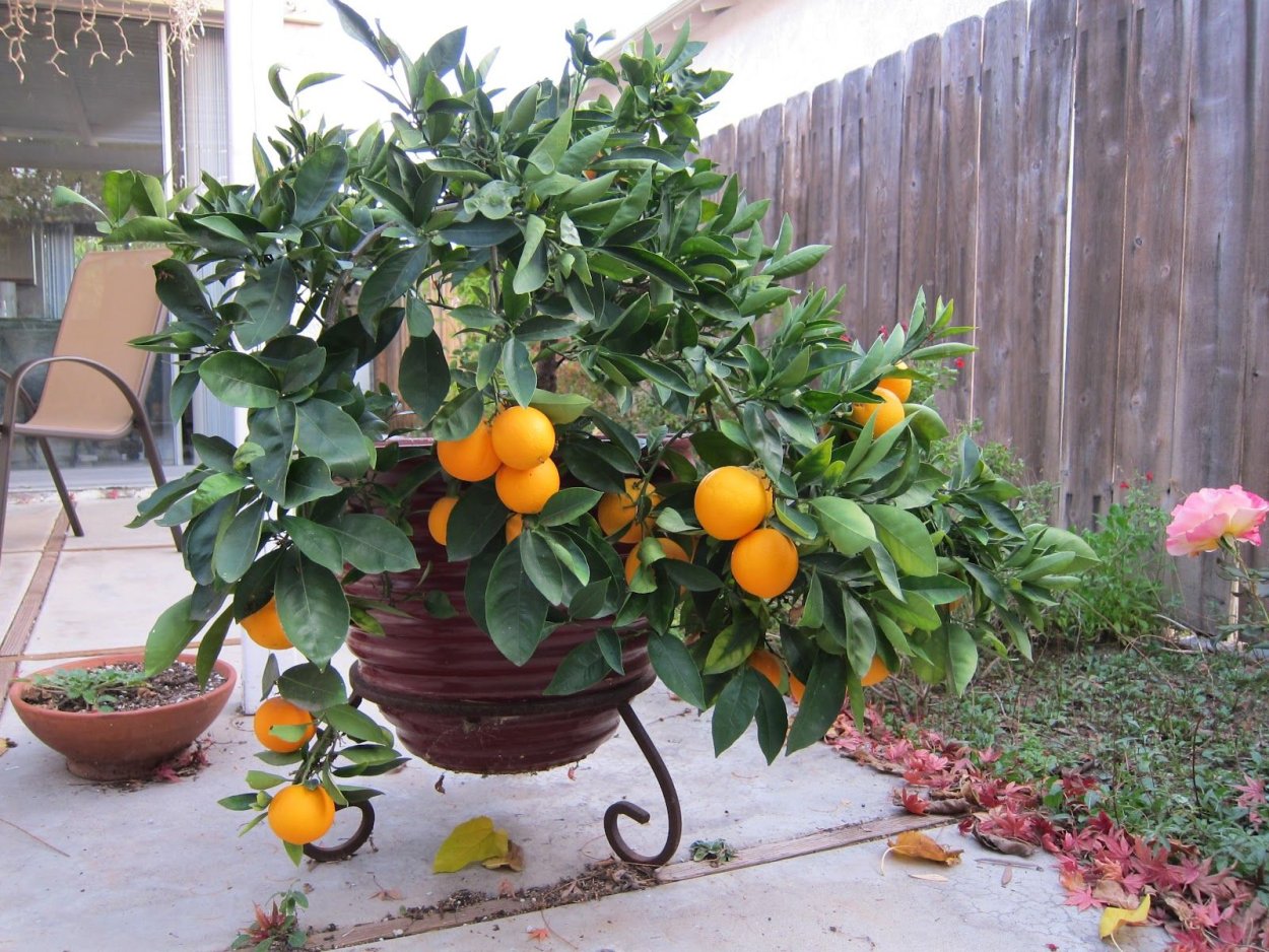 Гном апельсиновое дерево Dwarf Orange Tree
