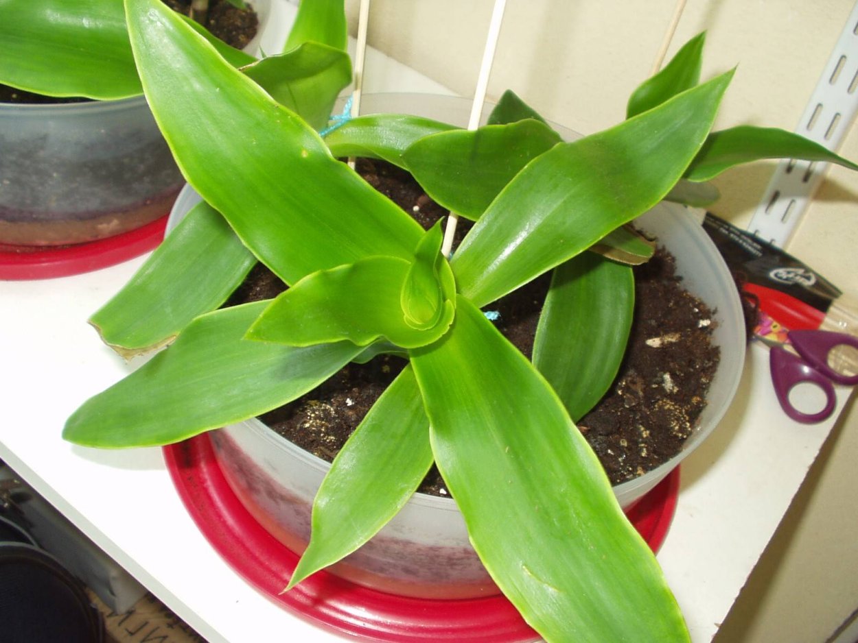 Каллизия золотой ус цветок