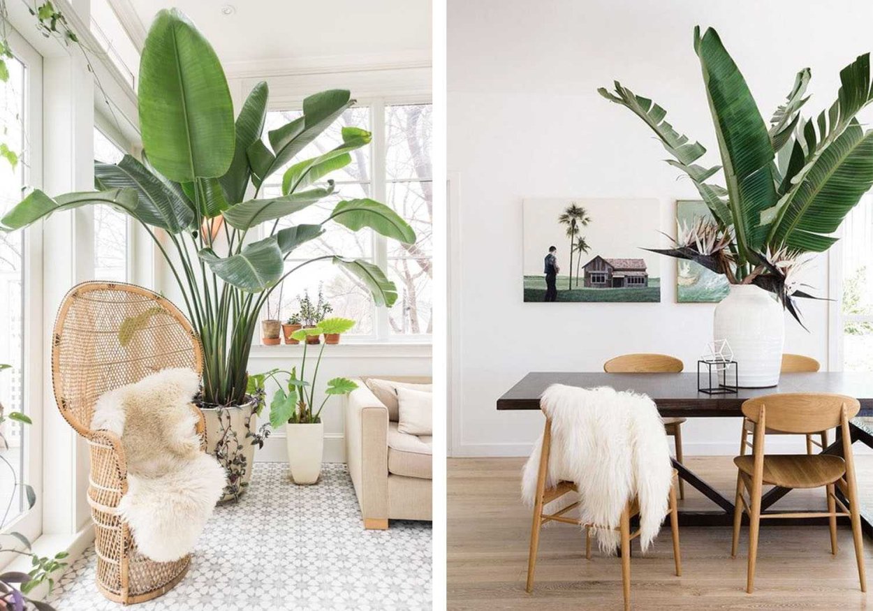 Стрелиция Николая в интерьере